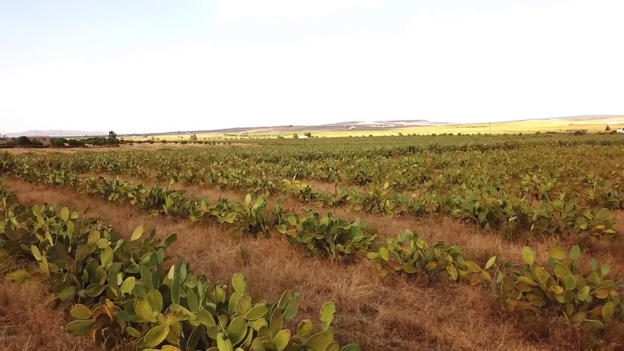 The beauty benefits of prickly pear seed oil